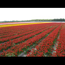 … man ist ja schließlich in Holland